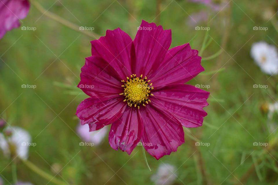 Flashy pink flower in the fall rain