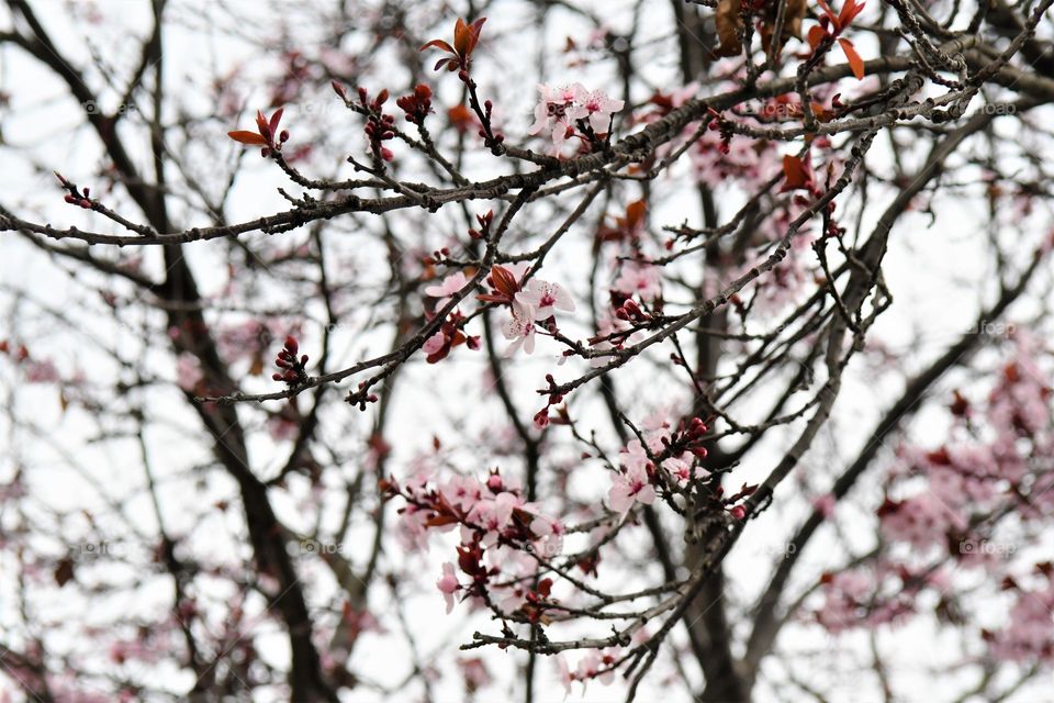 Spring cherry blossoms