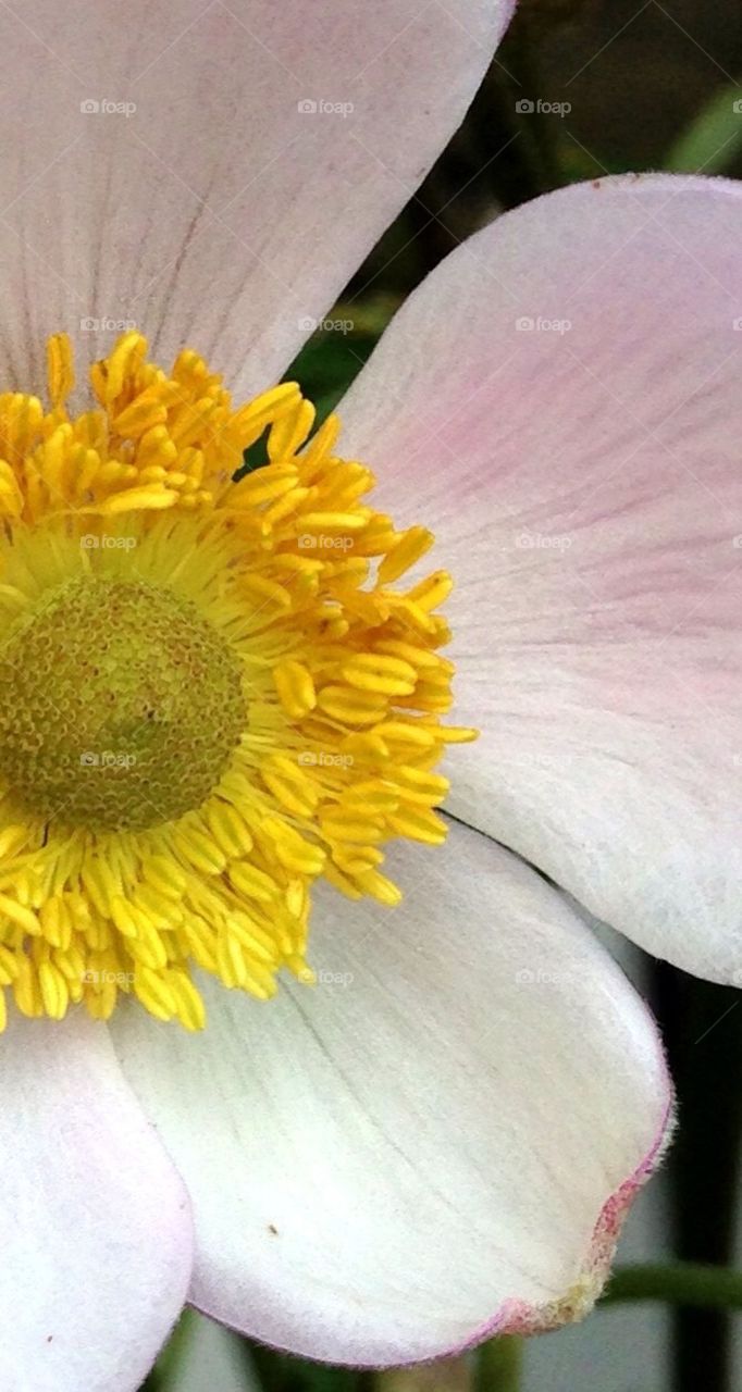 Japanese wind flower