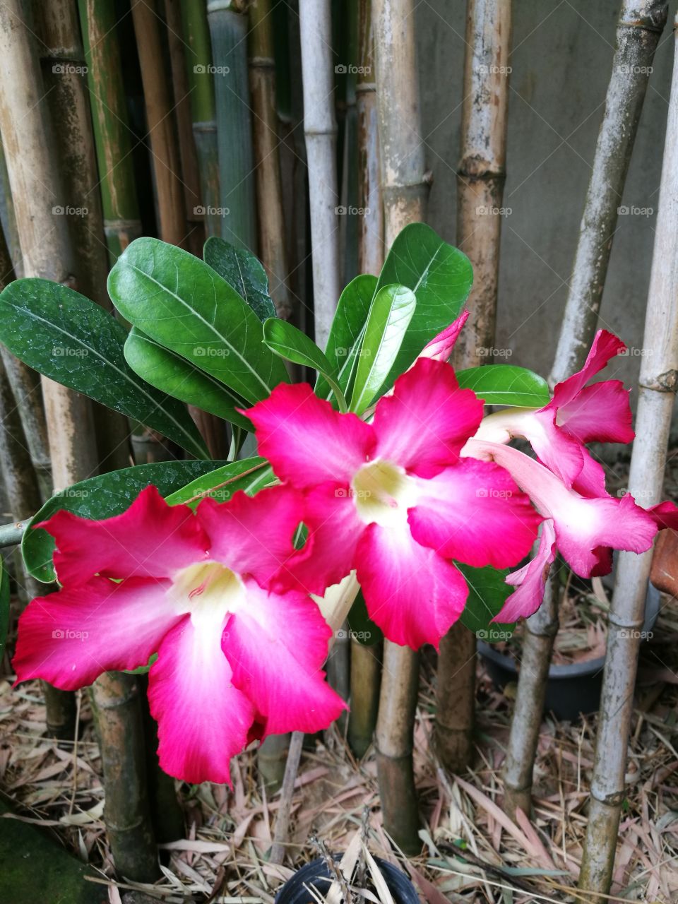 Impala lily with background of bamboo trees.
