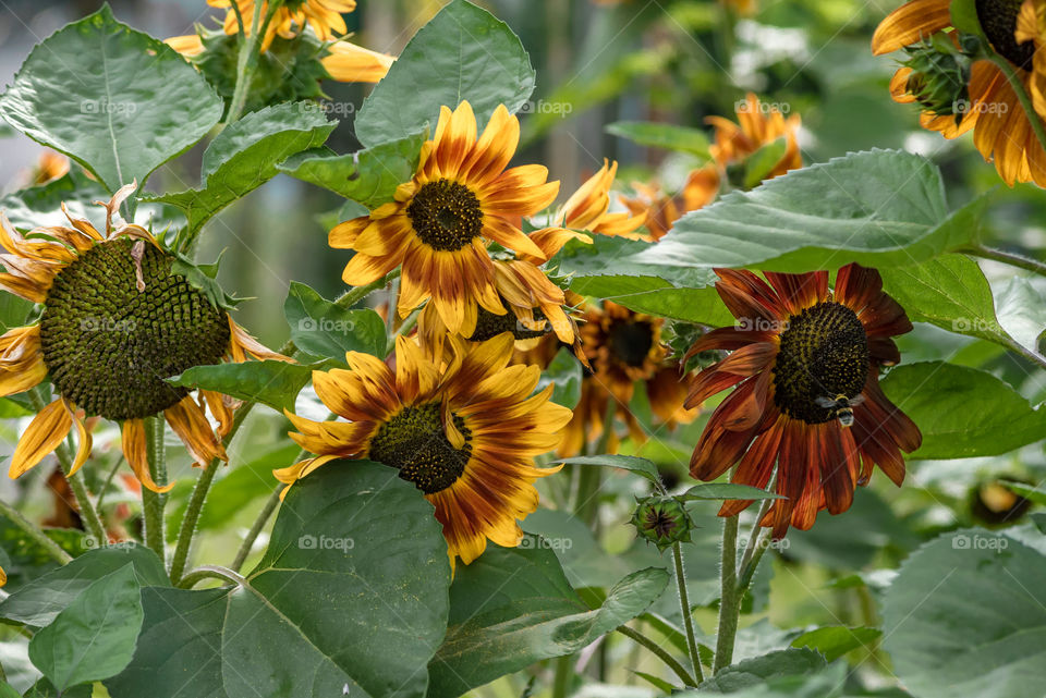 sunflowers bees and bumblebees