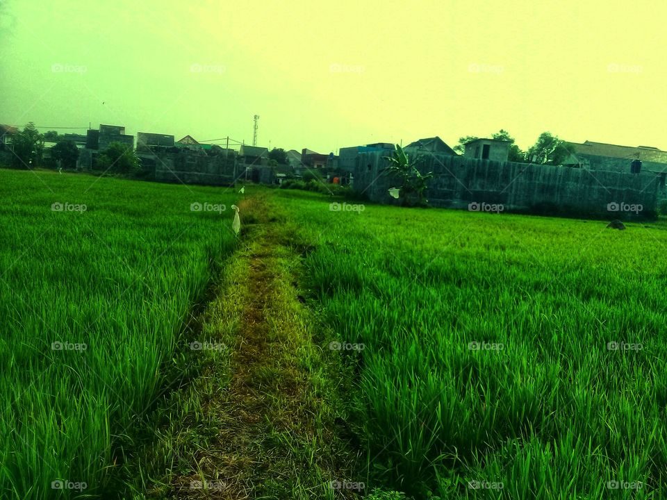 paddy fields