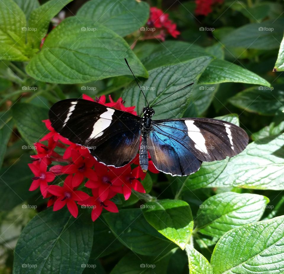 iridescent butterfly