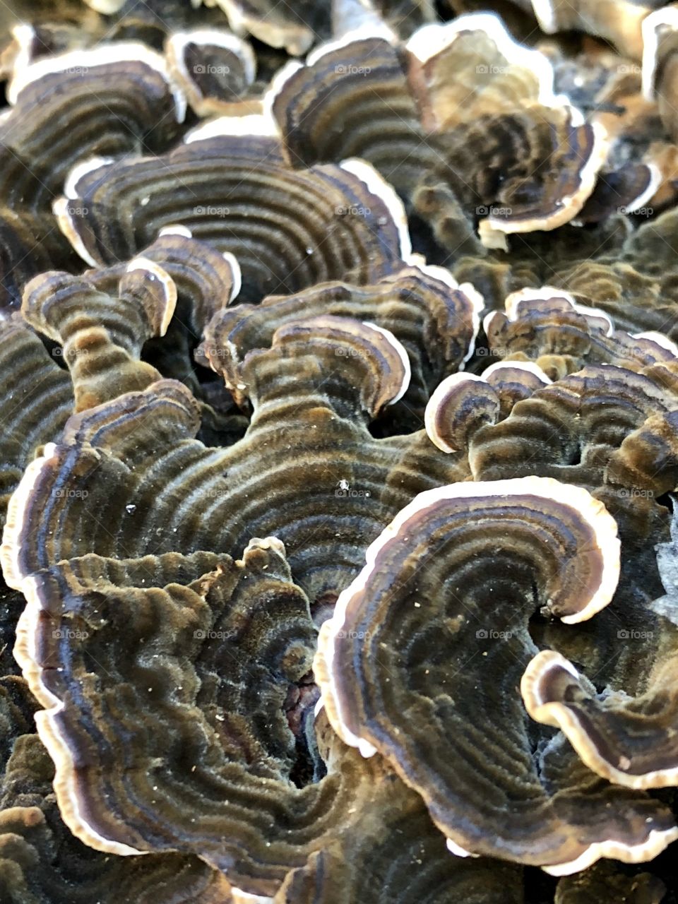 Fall oyster mushrooms cluster atop a poplar stump- muted iridescent colors can be seen if you look closely.