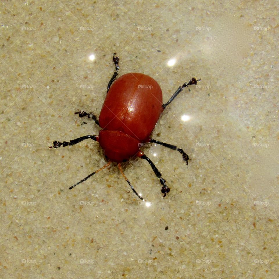 Red beetle on the beach sand