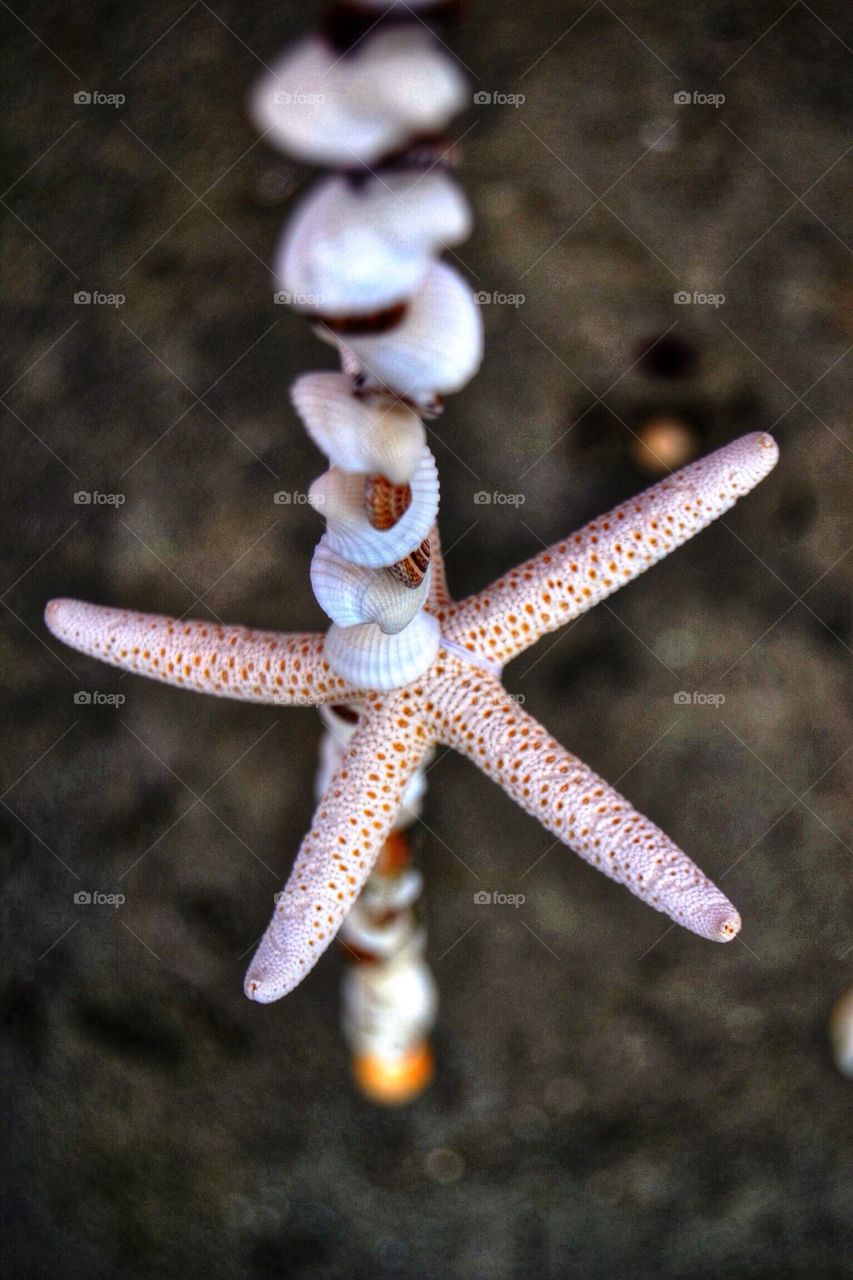 Shells on a string!