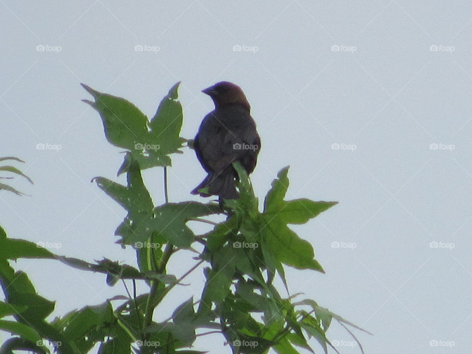 Bird, Wildlife, No Person, Nature, Outdoors