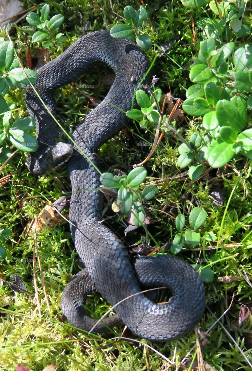 Black snake