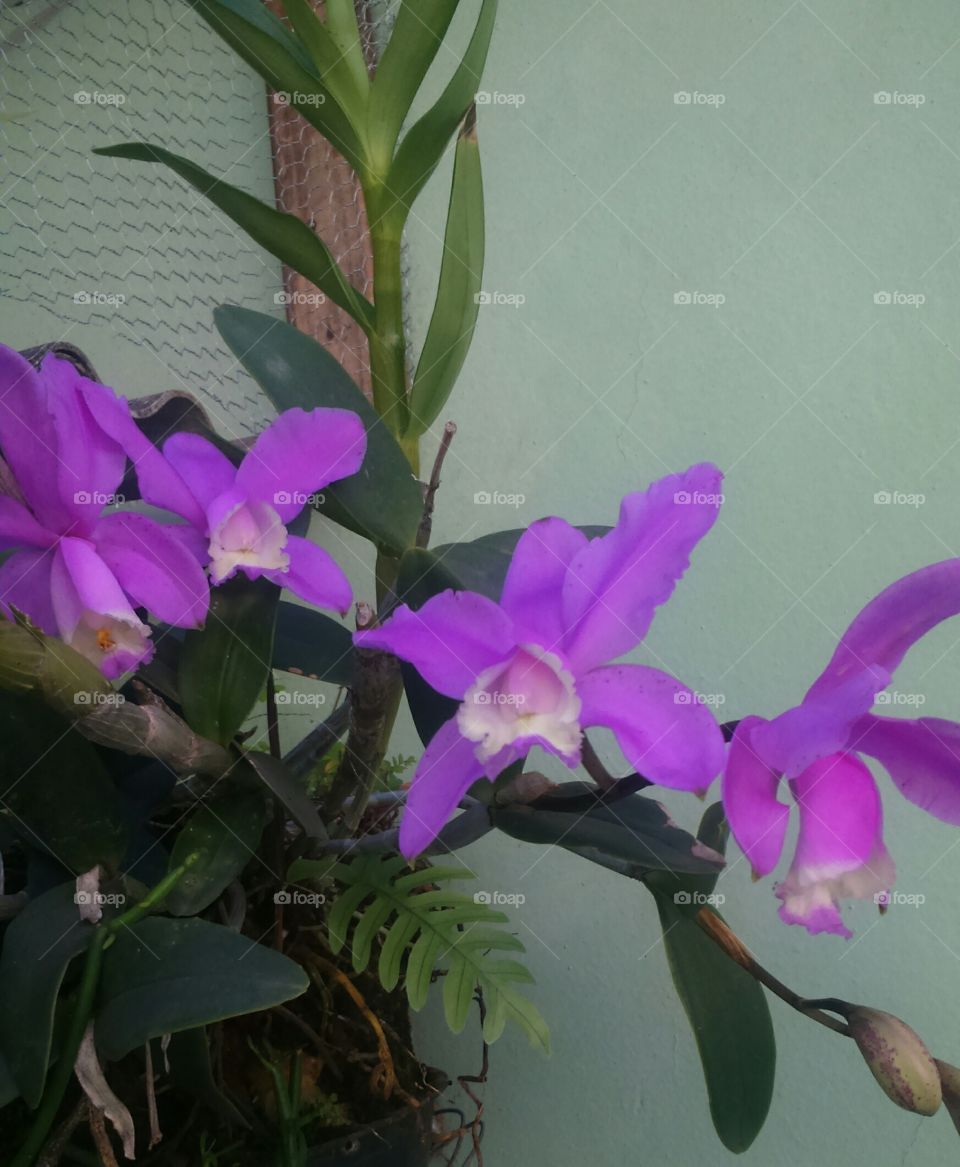 flower orquídeas