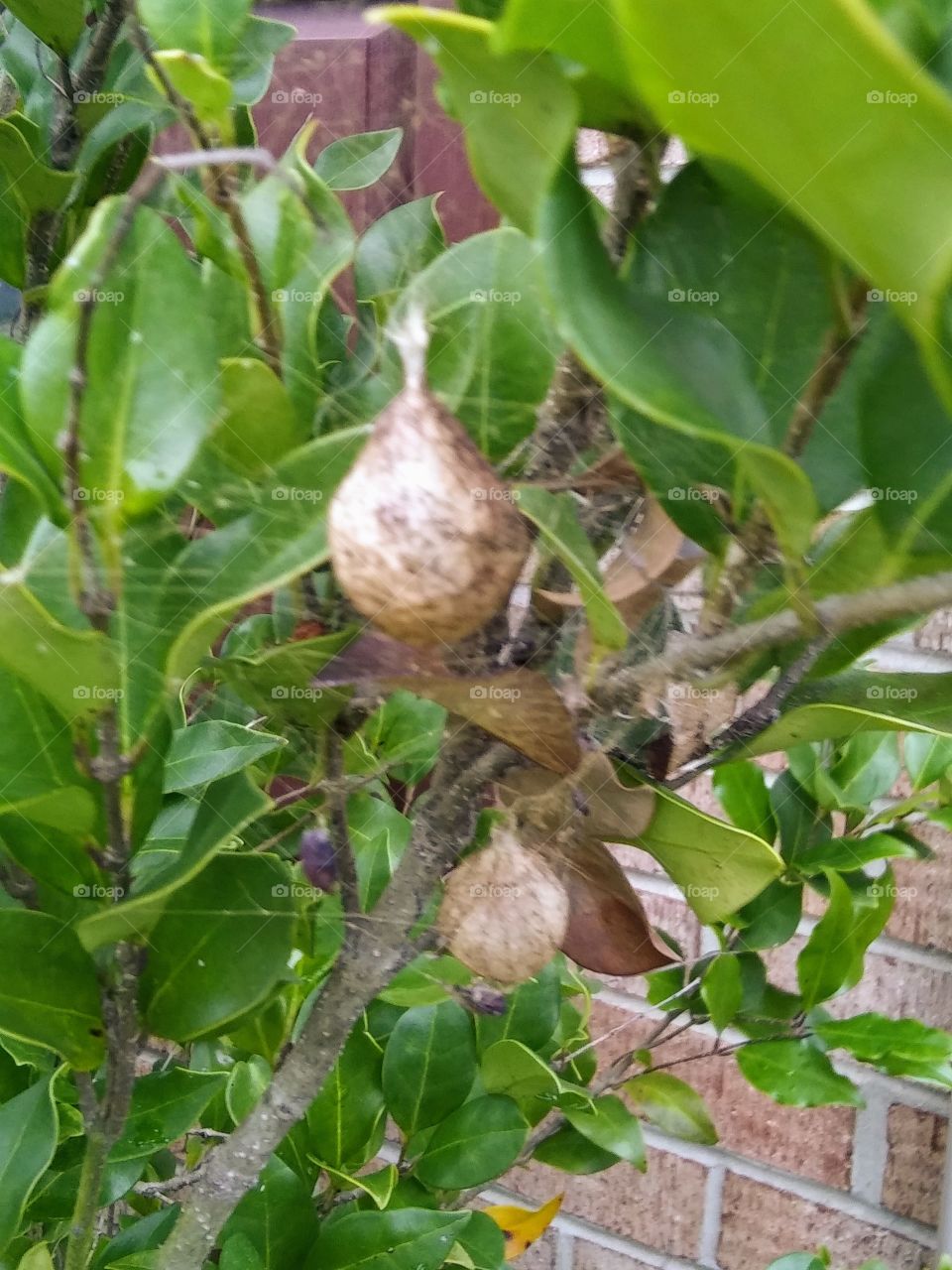 spider nests in a shrub