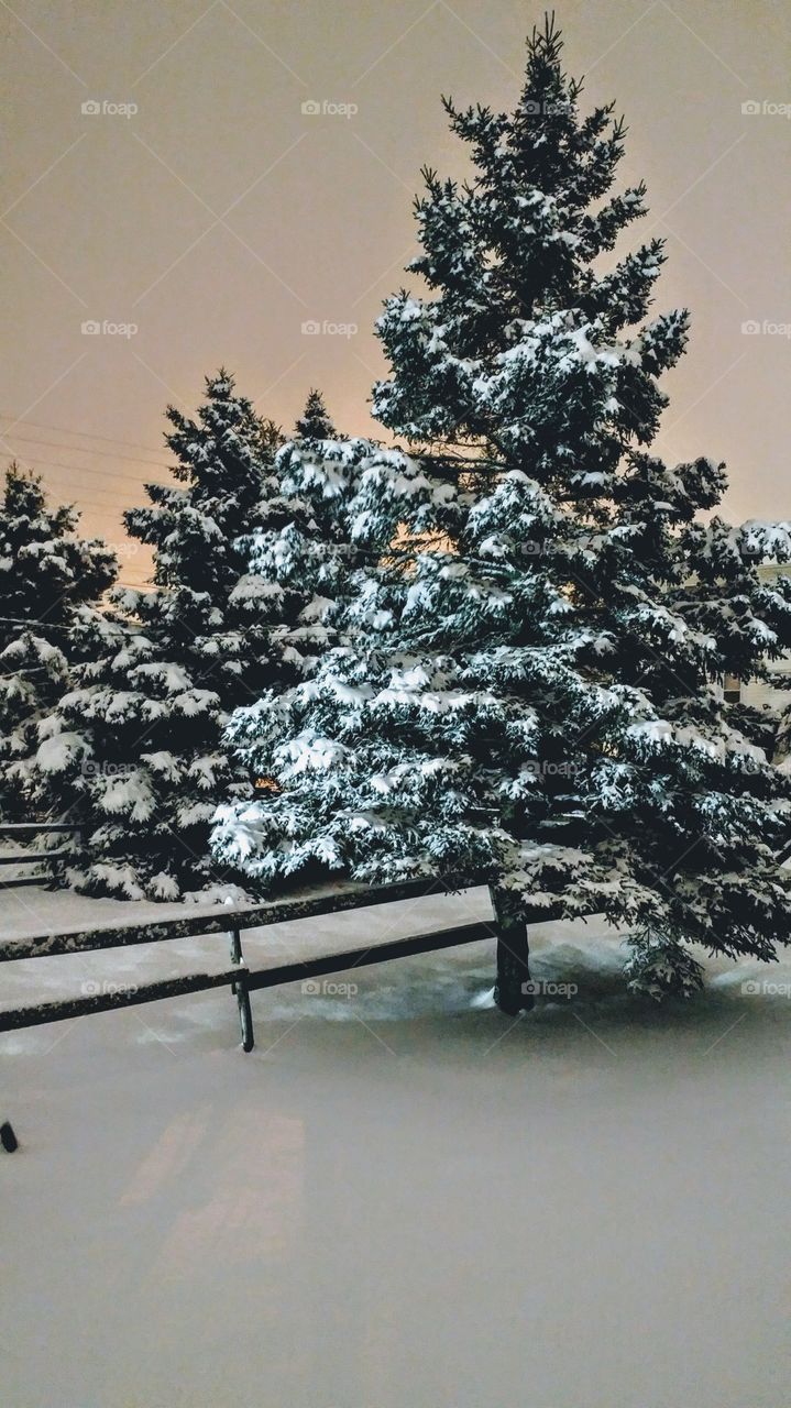 snowy tree's