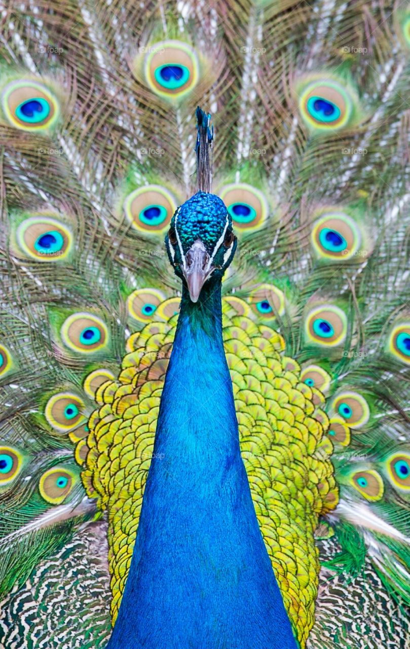 Beautiful peacock with bright feathers - celebration our nature in 2019