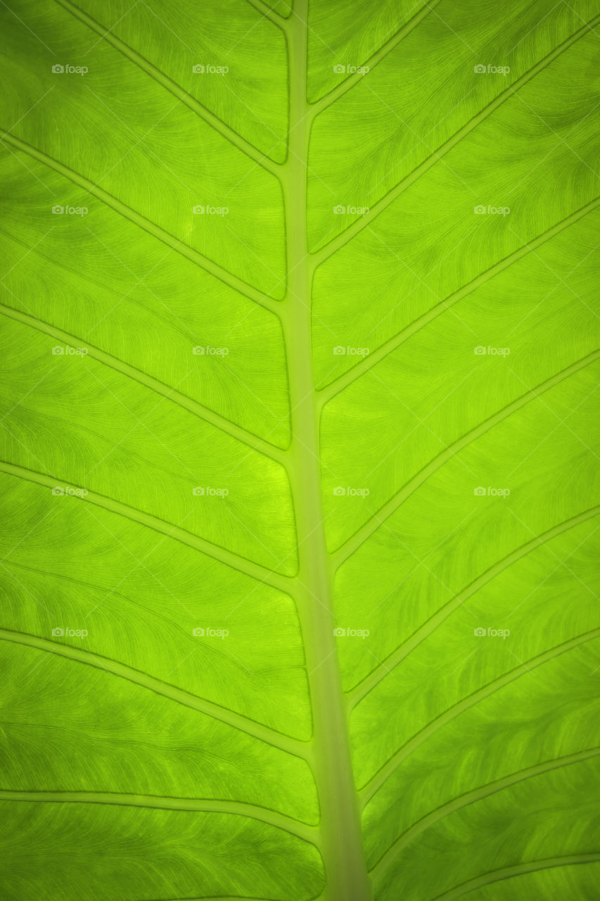 Leaves background. Texture and pattern of leaves background