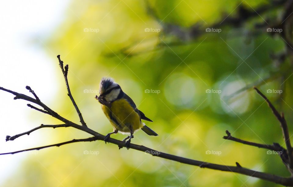 Blue Tit with food