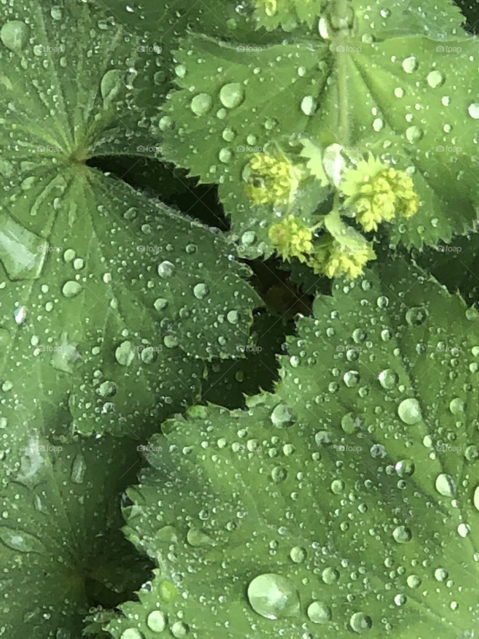 Rain covered leaves 