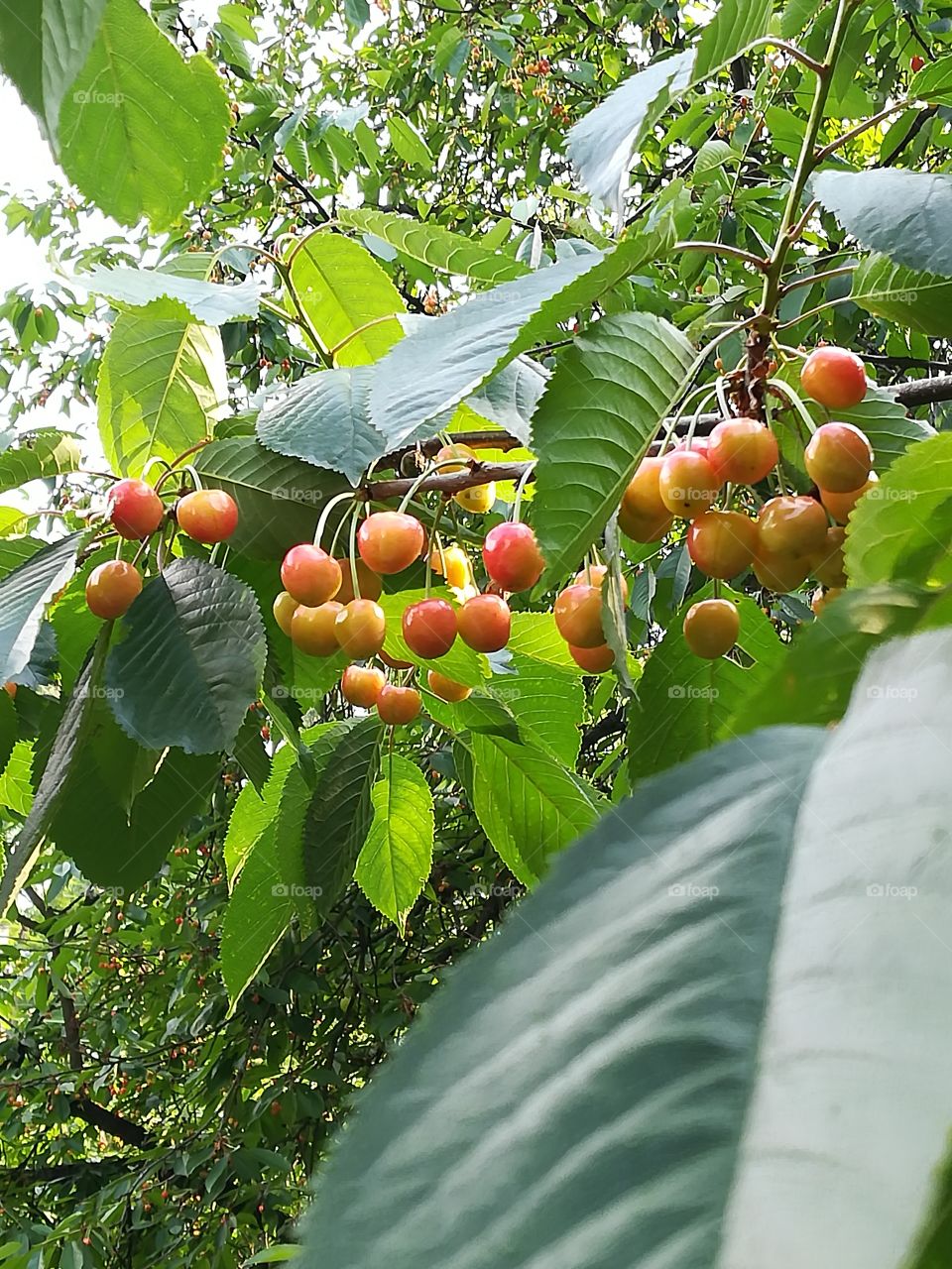 Cherries