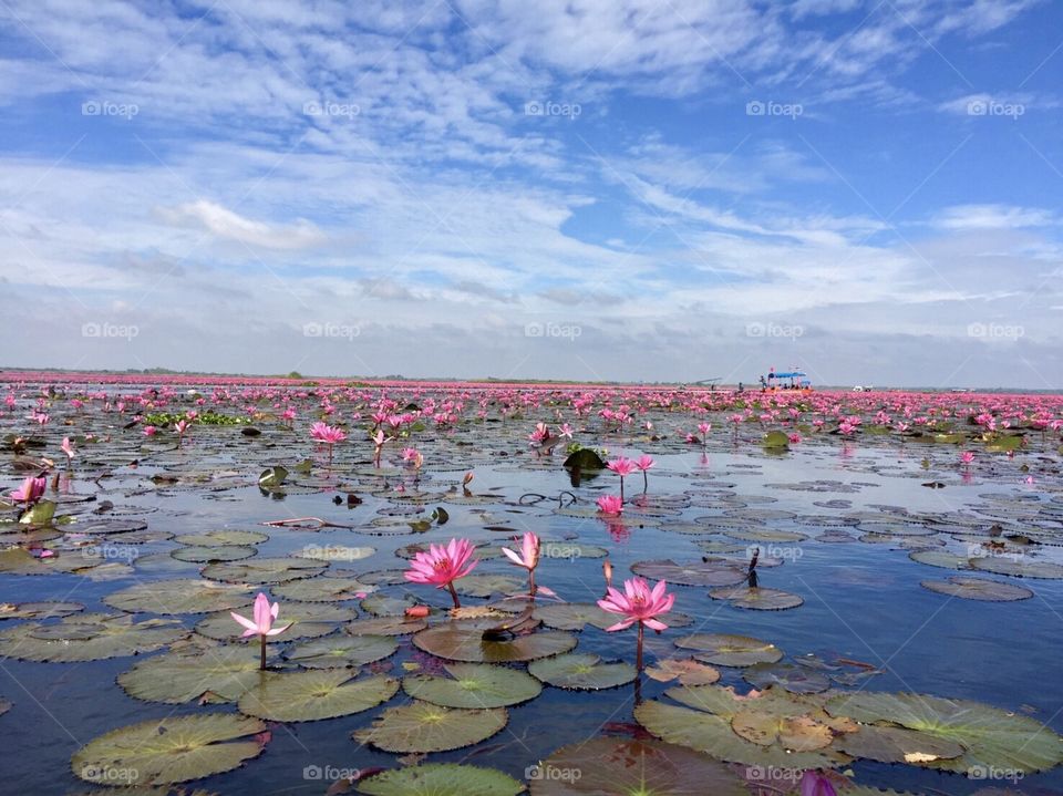 Lotus flower 