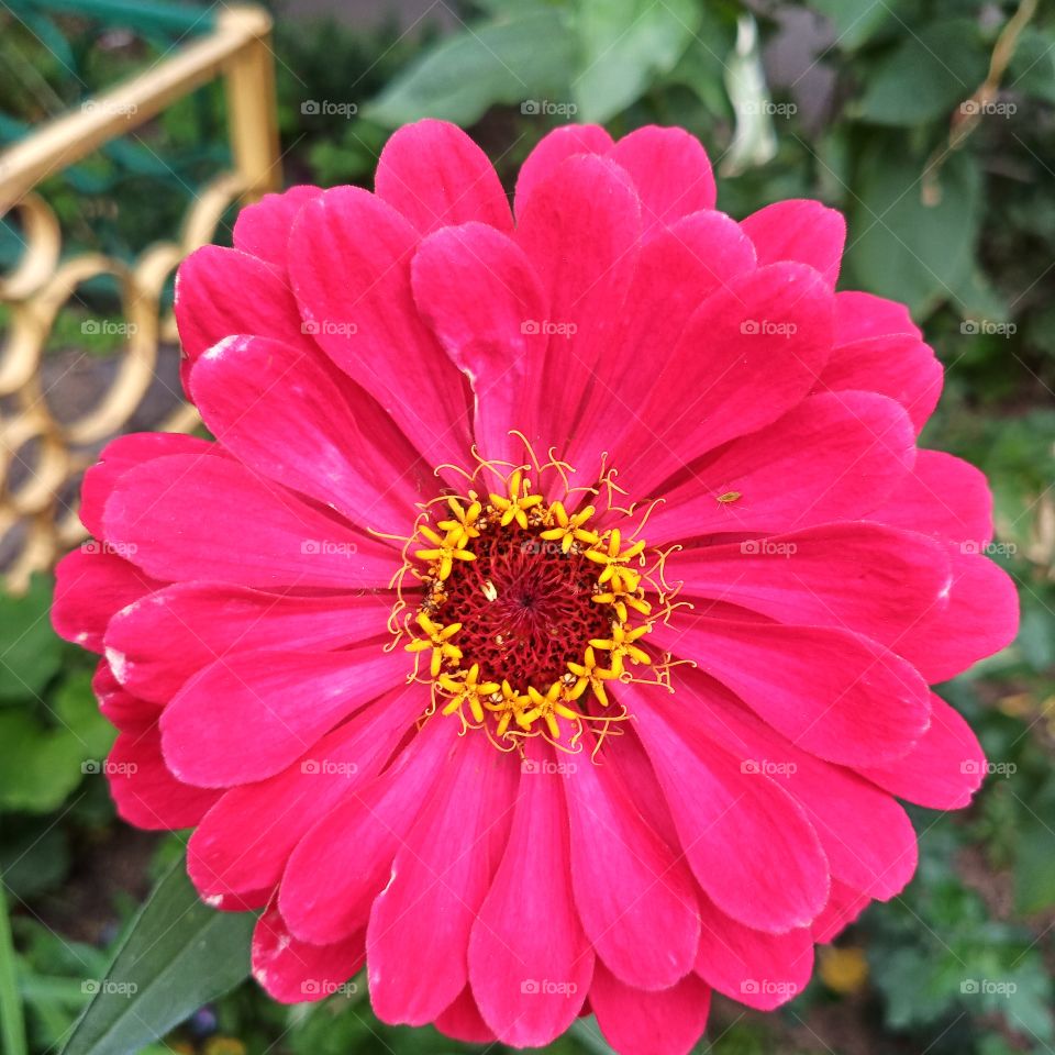 Zinnia flower blooms.  Large red petals of a zinnia bud.  Close-up
