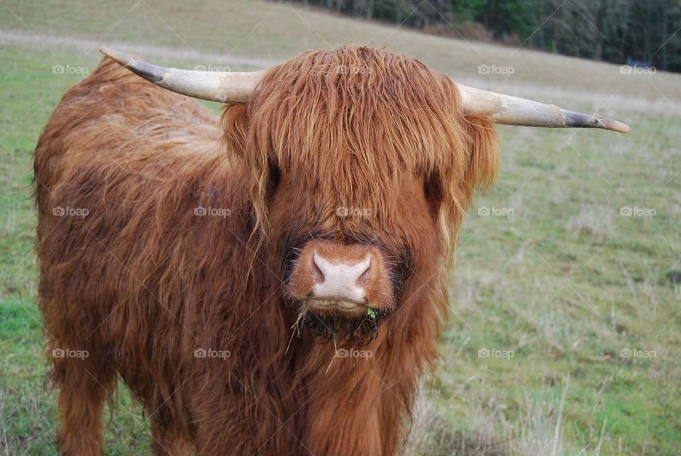 Long-haired cow