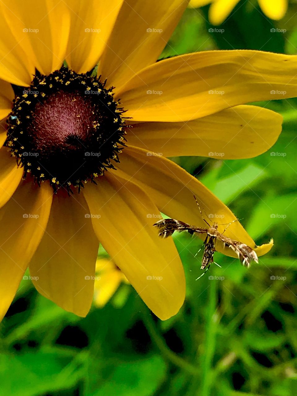 Resting on a Black eyed Susan