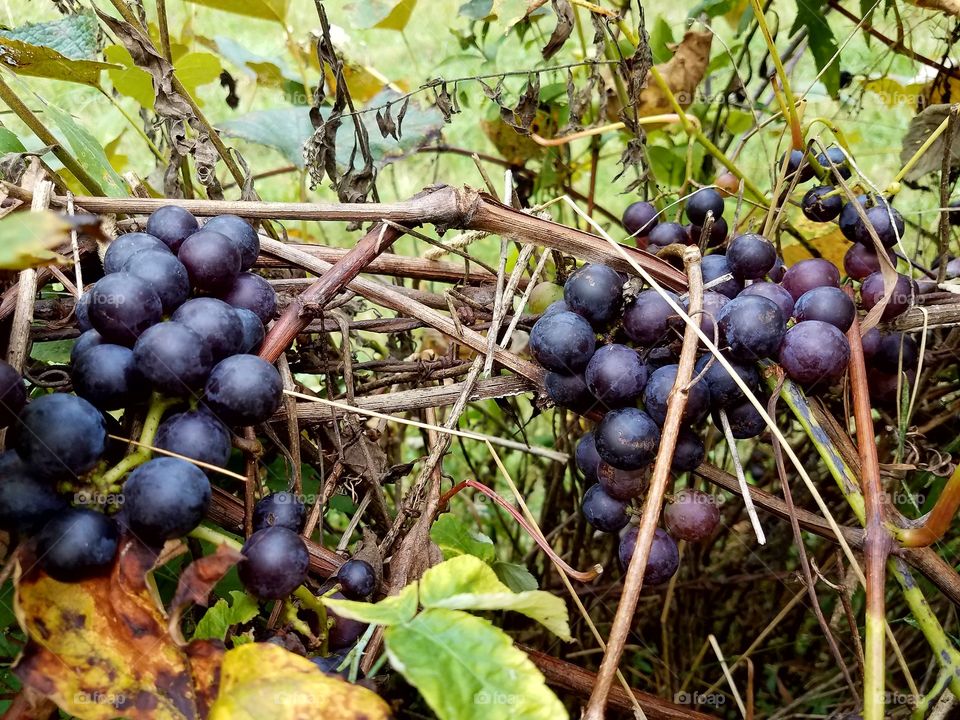 The grapes I picked for my grape jelly.
