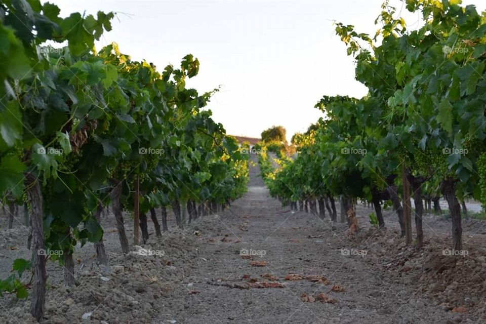 vine crops