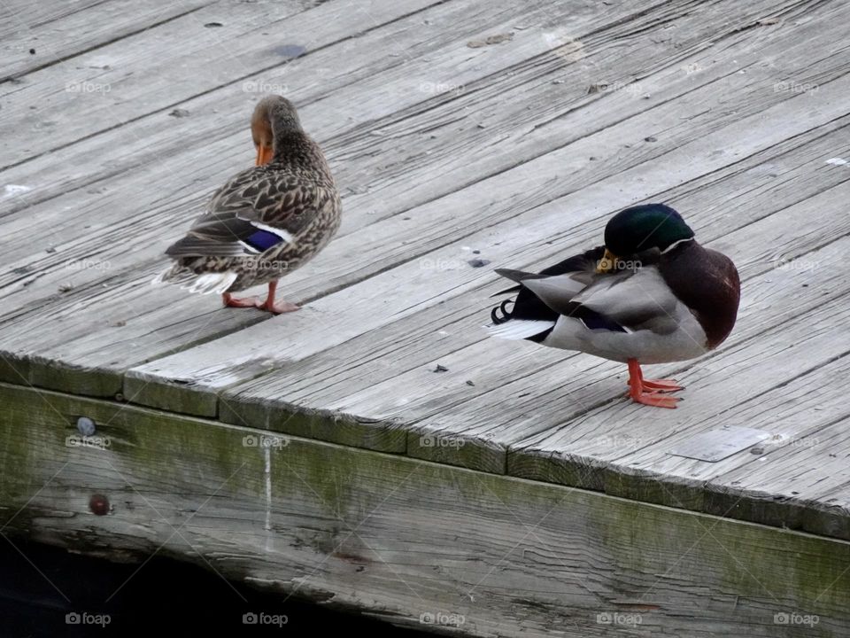 Two ducks on the pavement