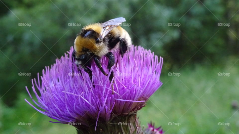 proboscus thrust into a sweet thistle flower