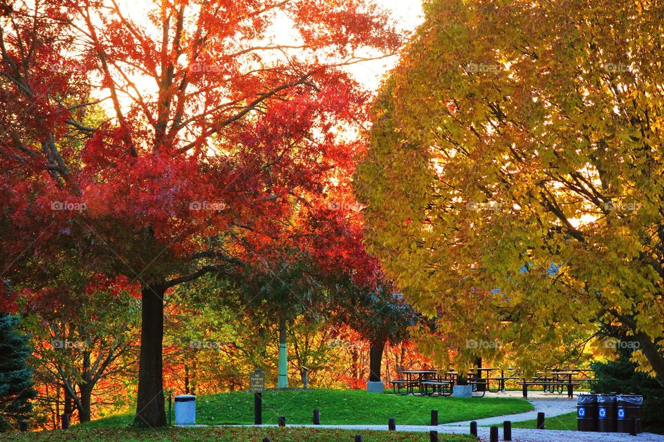 Autumn in the park 