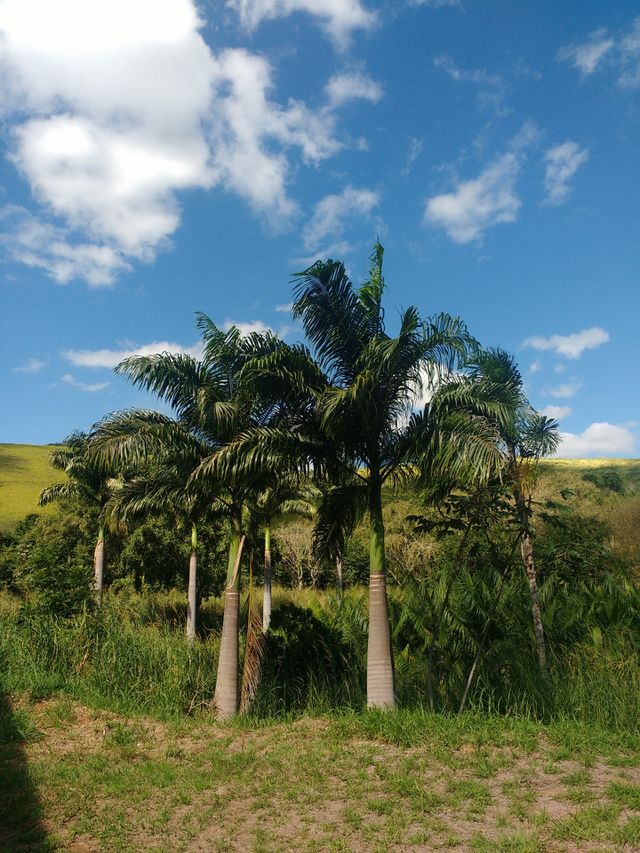 lindo