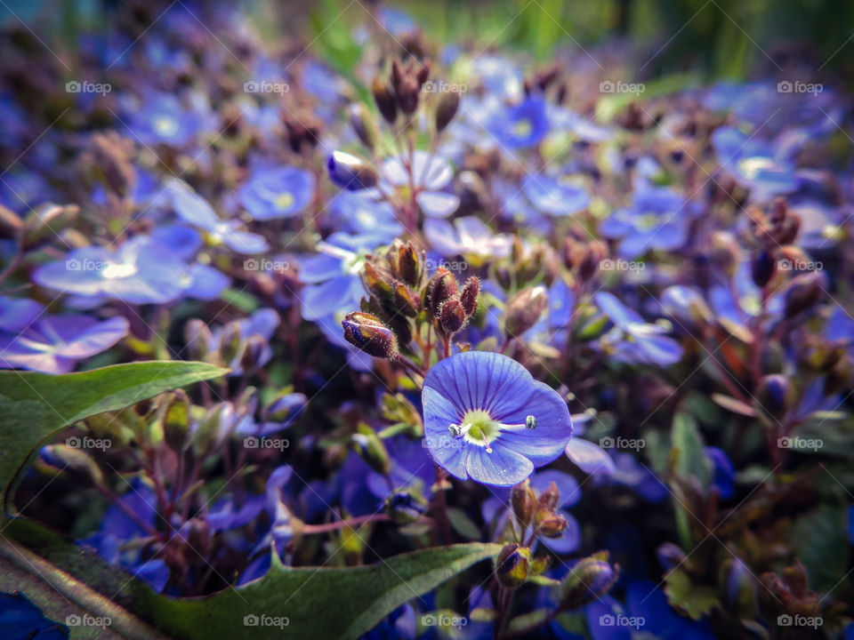 Tiny Flowers