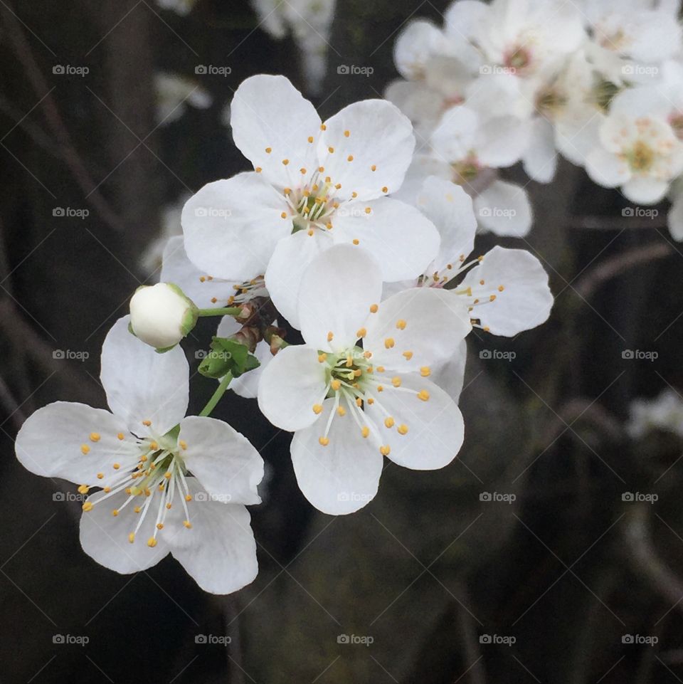 White flowering plum