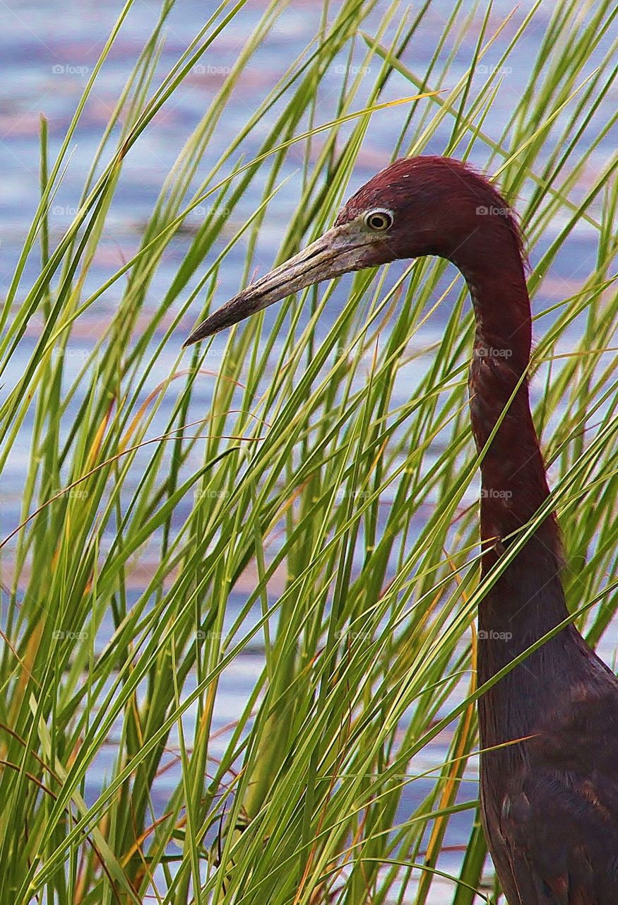 Close-up of egret bird