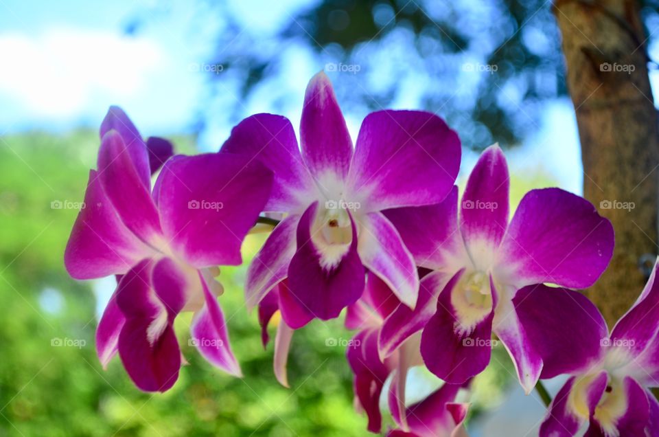 Orchids in Asia, Cambodia 