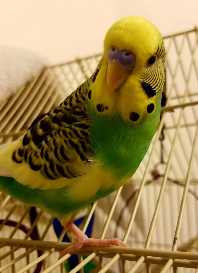 bird