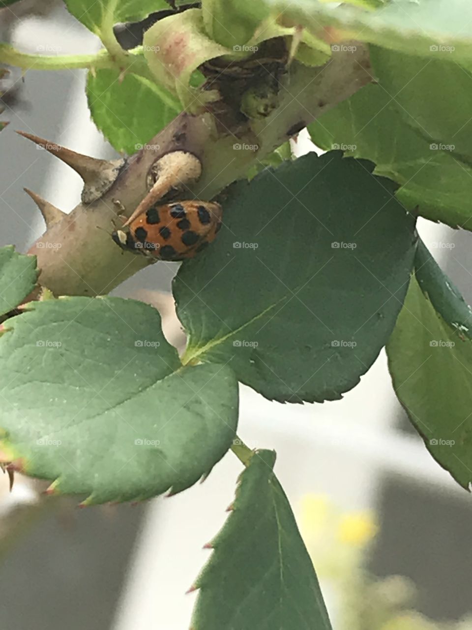 Ladybug 