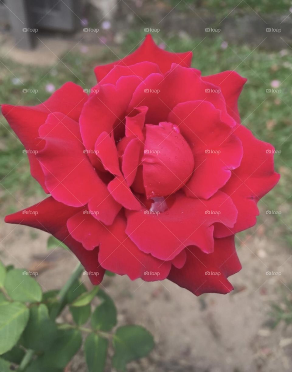 🌹 🇺🇸 Very beautiful flowers to brighten our day.  Live nature and its beauty. Did you like the delicate petals? / 🇧🇷 Flores muito bonitas para alegrar nosso dia. Viva a natureza e sua beleza. Gostaram das pétalas delicadas? 