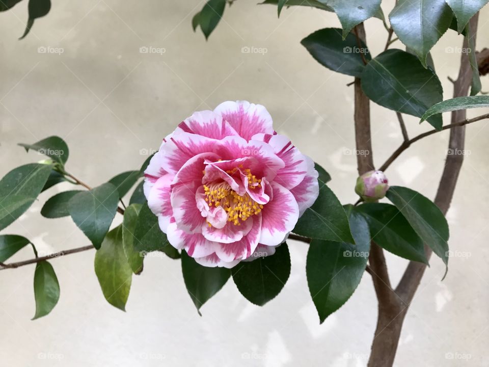 Pink camellia 