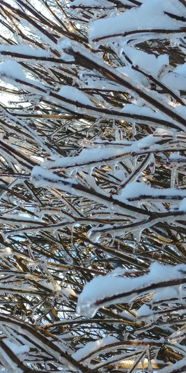 Icy Frozen Branches