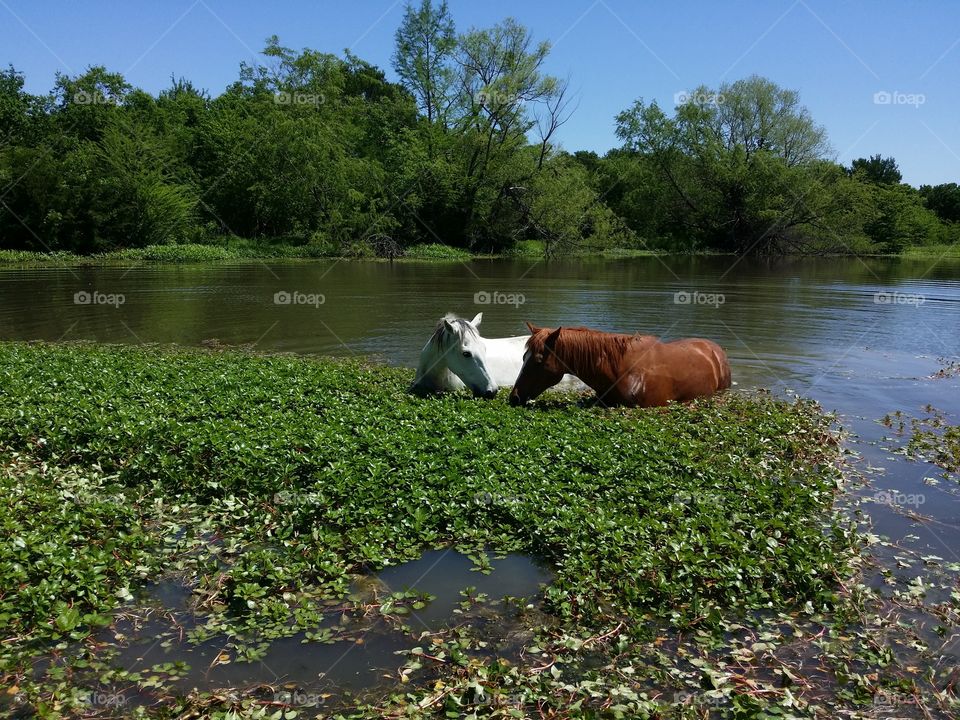 Horses Together In a Pond