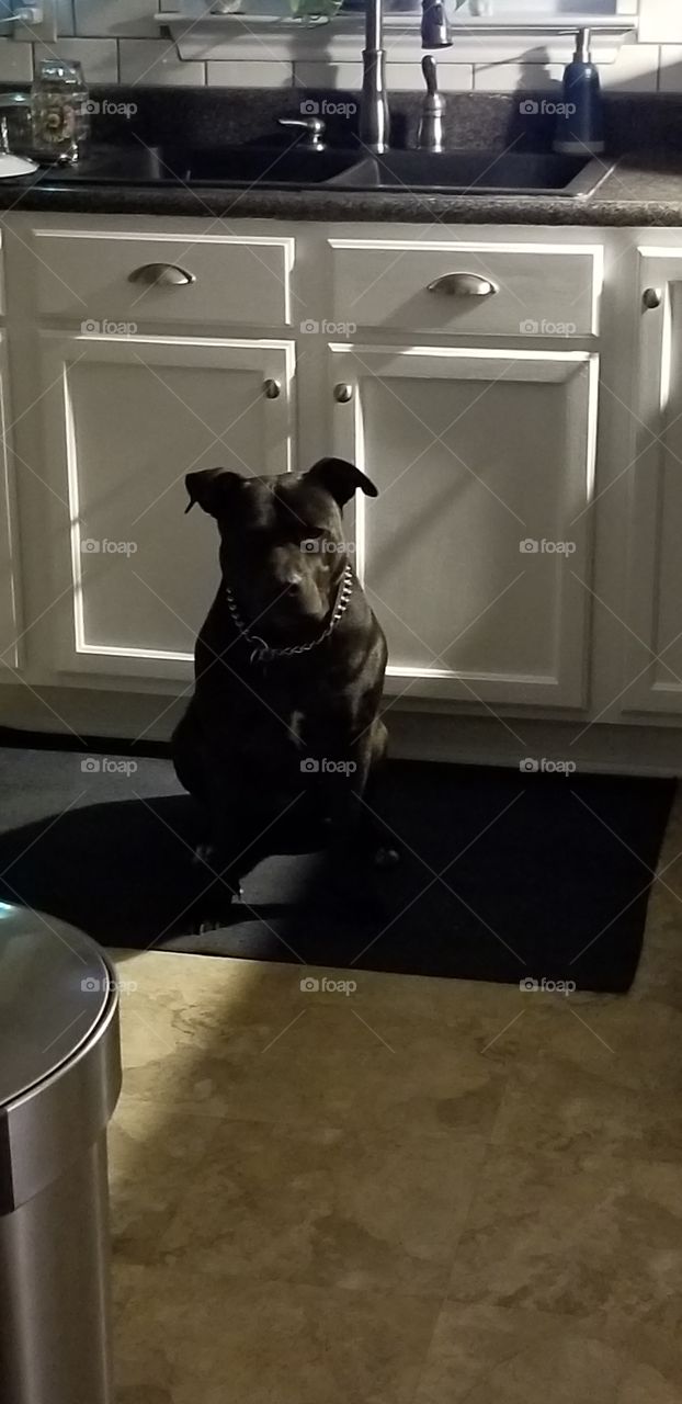 kitchen guard dog
