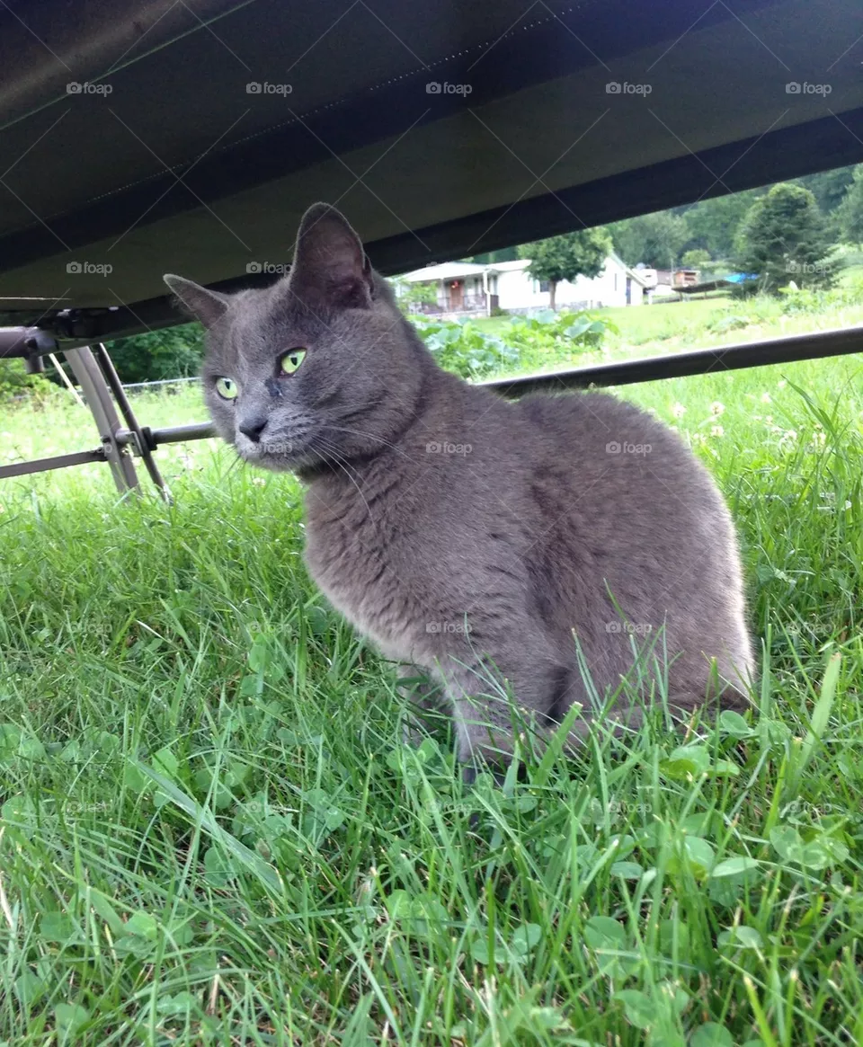ET the cat