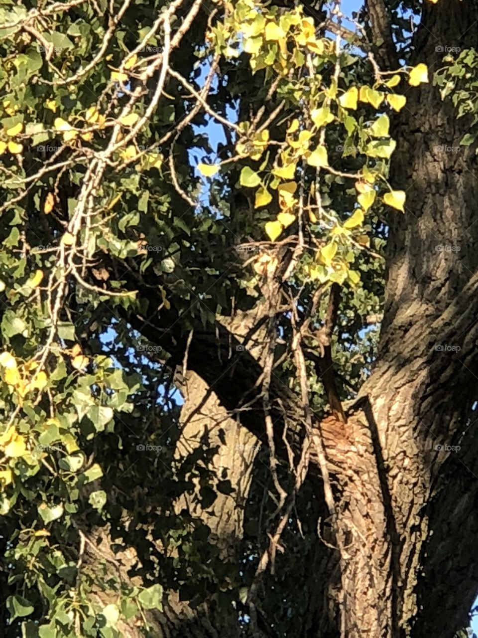 Leafy shadows