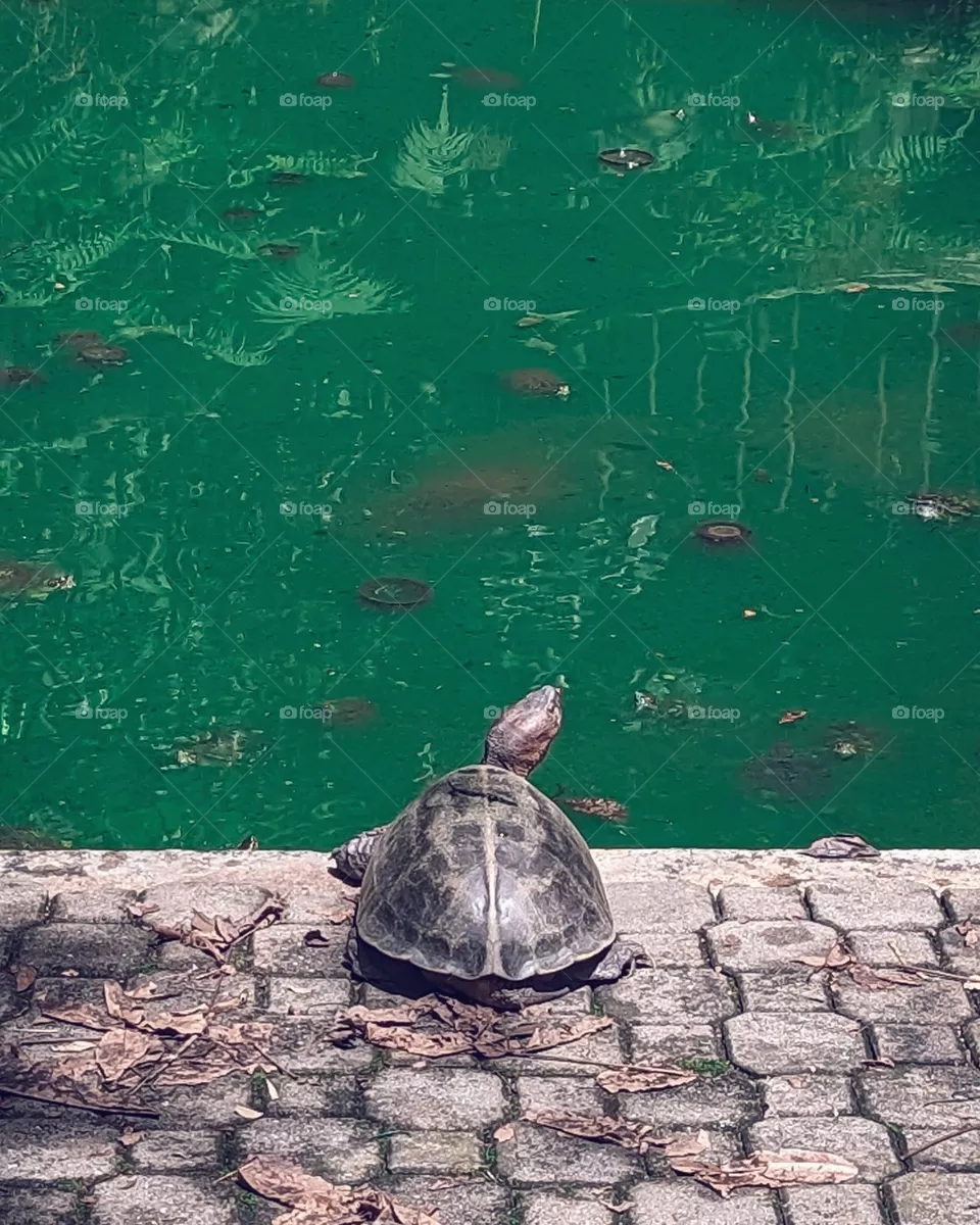 Turtle
