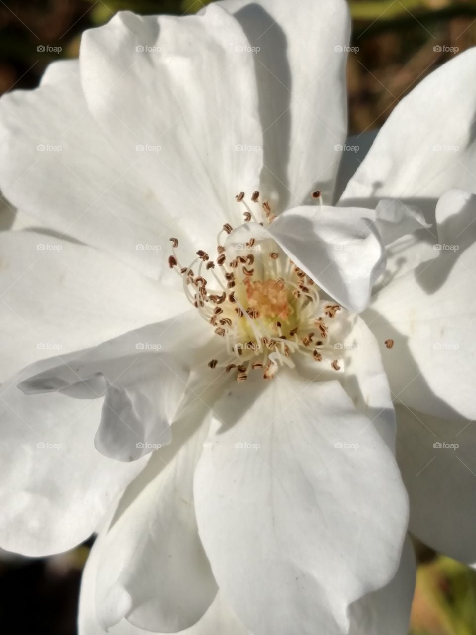 No Person, Nature, Flower, Leaf, Outdoors