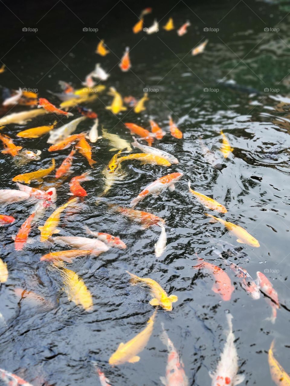 Koi fishes crowd revolution