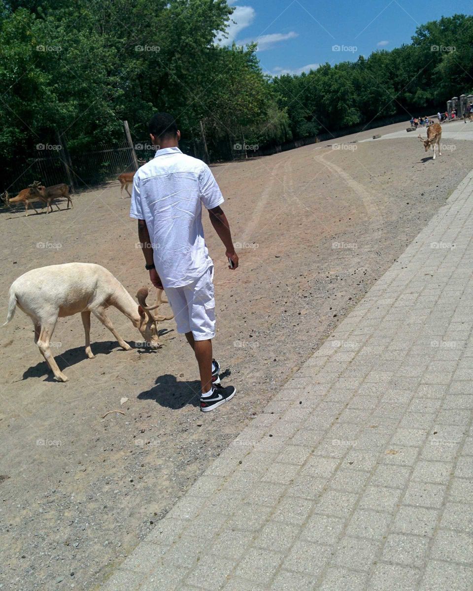 Man walking with a deer in Marineland