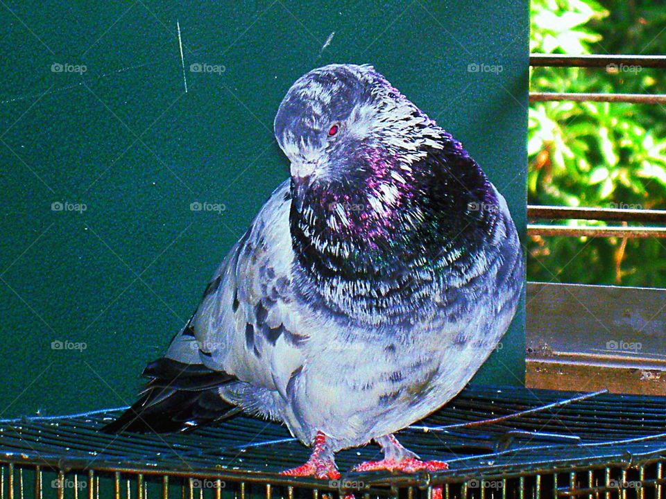 One Pigeon Bird