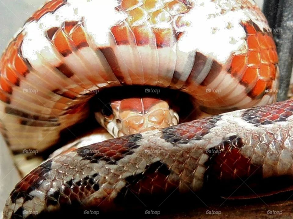 corn snake