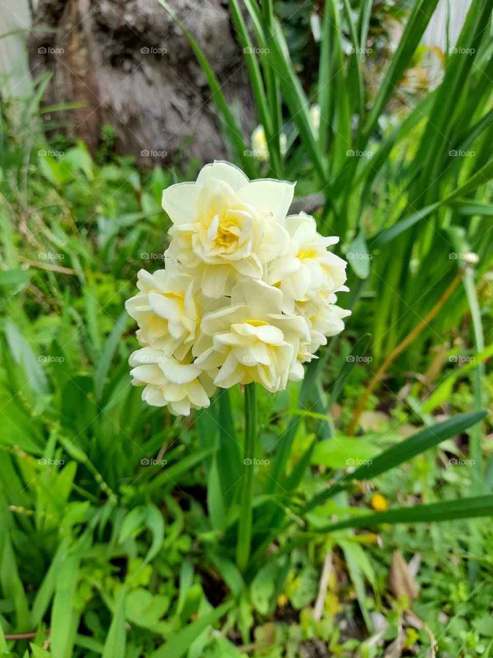 kowhai means yellow in New zealand native language
